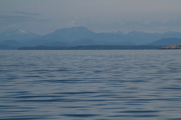 Salish Sea Marine Survival Project-24