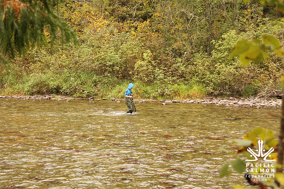 2014 Adams River Salute to Sockeye-128 - LOGO