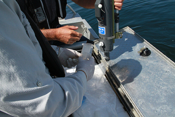 Salish Sea Marine Survival Project-52