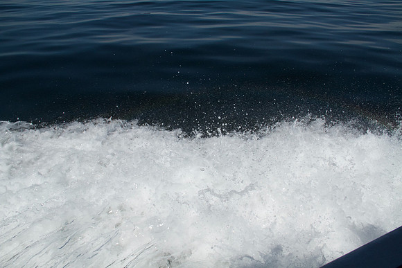 Salish Sea Marine Survival Project-21