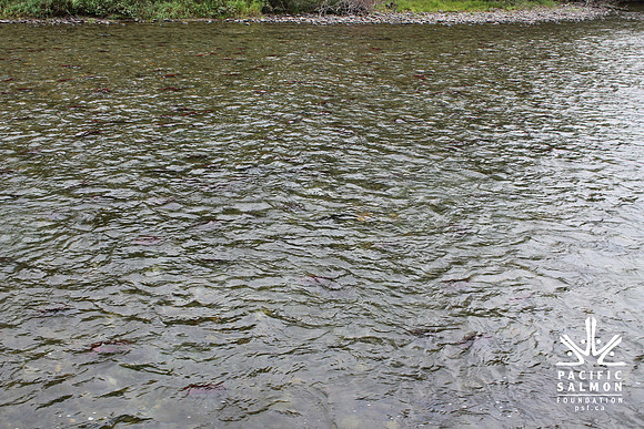 2014 Adams River Salute to Sockeye-145 - LOGO