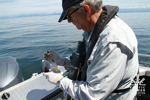 Salish Sea Marine Survival Project-62 - LOGO