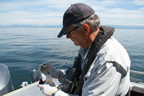Salish Sea Marine Survival Project-61