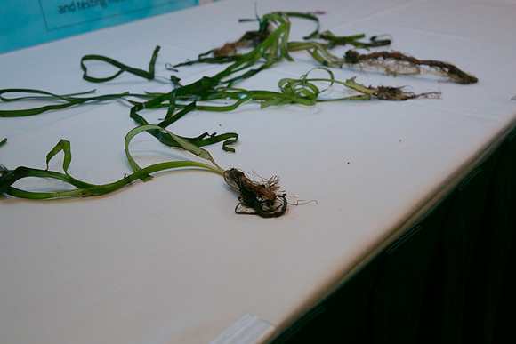 2 SCIENTISTS - SALISH SEA MARINE PROJECT - PSF-51
