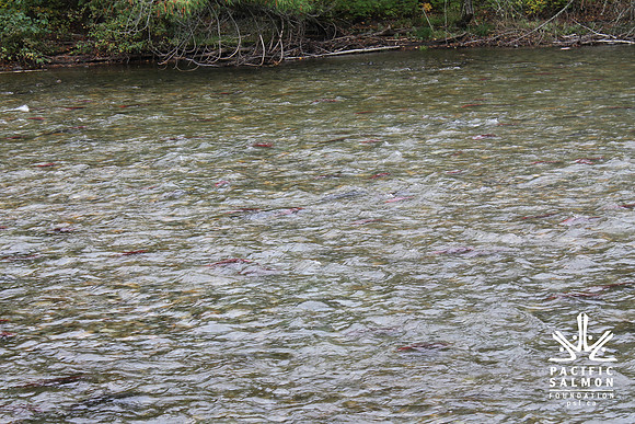 2014 Adams River Salute to Sockeye-130 - LOGO