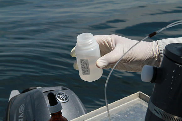 Salish Sea Marine Survival Project-73