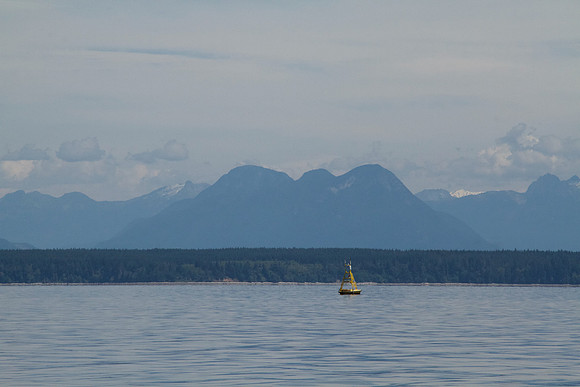 Salish Sea Marine Survival Project-19