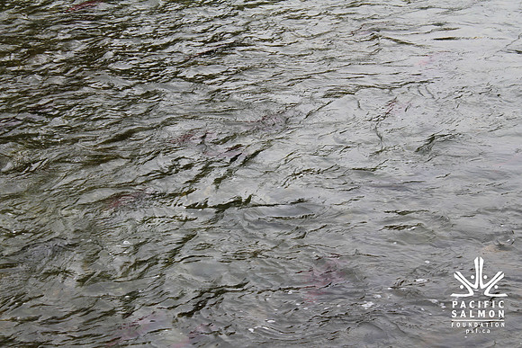 2014 Adams River Salute to Sockeye-166 - LOGO