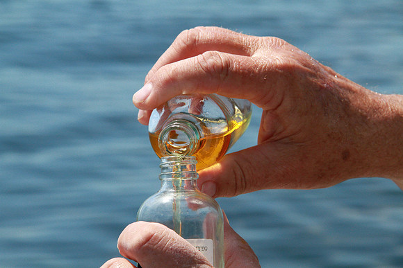 Salish Sea Marine Survival Project-97