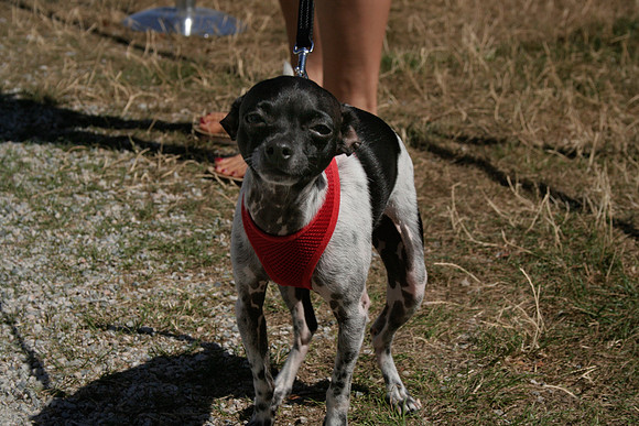 2011 Pink Salmon Festival-83