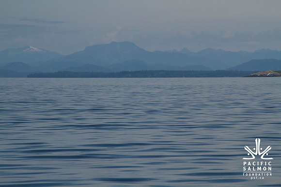 Salish Sea Marine Survival Project-24 - LOGO