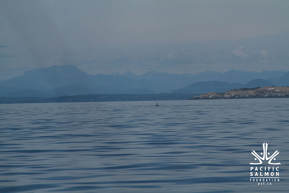 Salish Sea Marine Survival Project-23 - LOGO