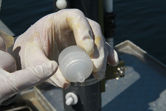 Salish Sea Marine Survival Project-41