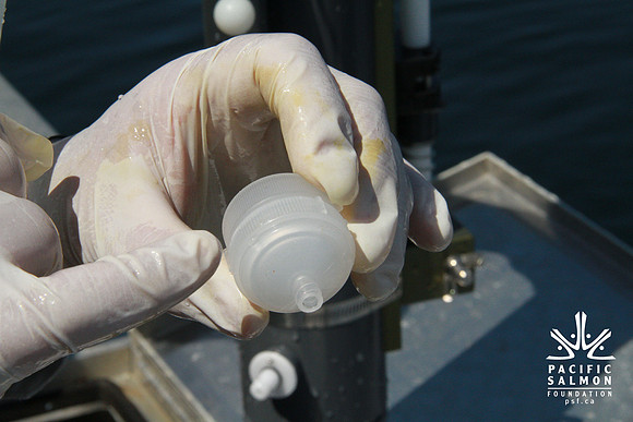 Salish Sea Marine Survival Project-41 - LOGO
