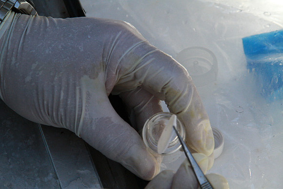 Salish Sea Marine Survival Project-35