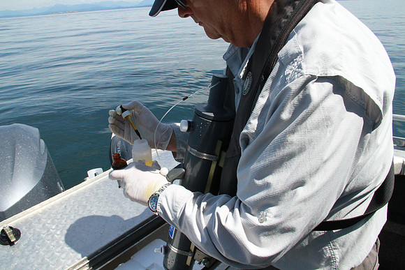Salish Sea Marine Survival Project-63