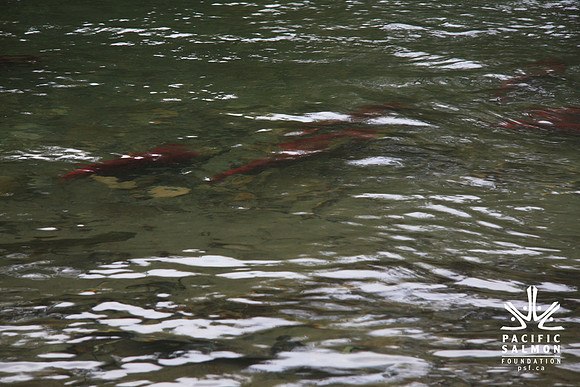 2014 Adams River Salute to Sockeye-178 - LOGO