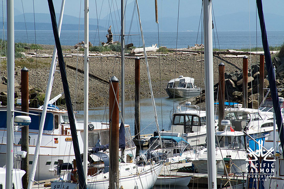 Salish Sea Marine Survival Project-109 - LOGO