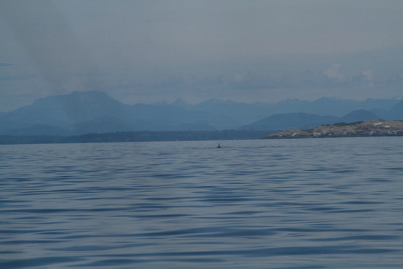 Salish Sea Marine Survival Project-23