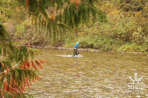 2014 Adams River Salute to Sockeye-129 - LOGO