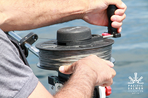 Salish Sea Marine Survival Project-84 - LOGO