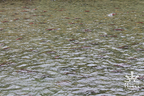 2014 Adams River Salute to Sockeye-155 - LOGO