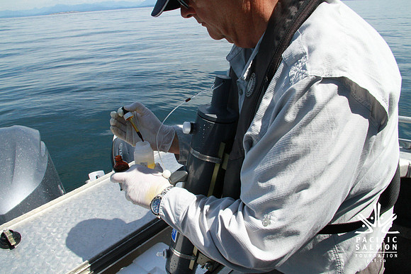 Salish Sea Marine Survival Project-63 - LOGO