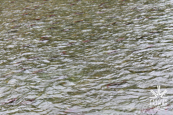 2014 Adams River Salute to Sockeye-164 - LOGO