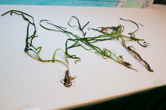 2 SCIENTISTS - SALISH SEA MARINE PROJECT - PSF-50