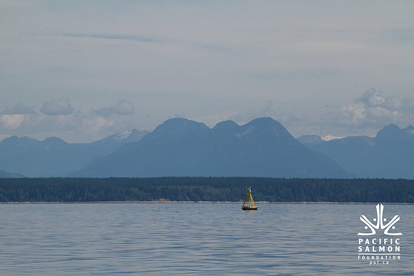 Salish Sea Marine Survival Project-19 - LOGO