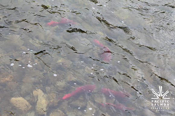 2014 Adams River Salute to Sockeye-143 - LOGO