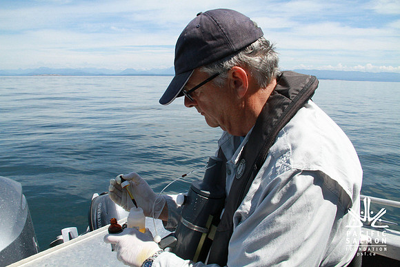 Salish Sea Marine Survival Project-61 - LOGO