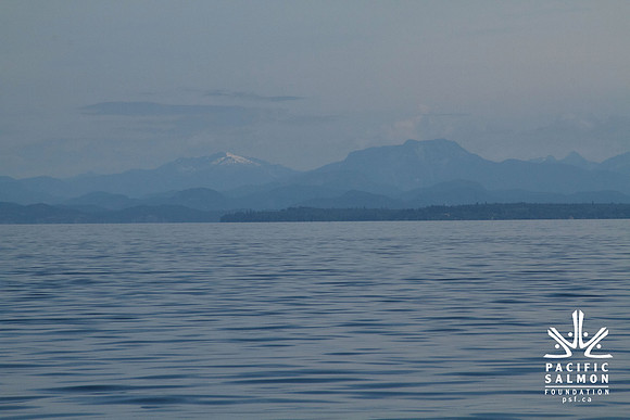 Salish Sea Marine Survival Project-25 - LOGO
