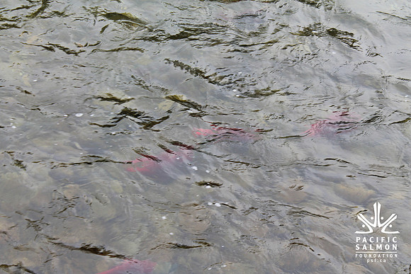 2014 Adams River Salute to Sockeye-144 - LOGO