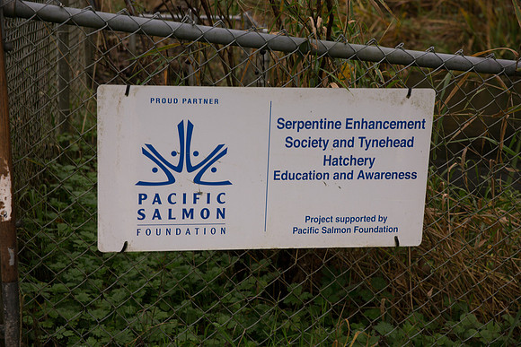 PSF - TYNEHEAD HATCHERY - MP Ken Hardie-9