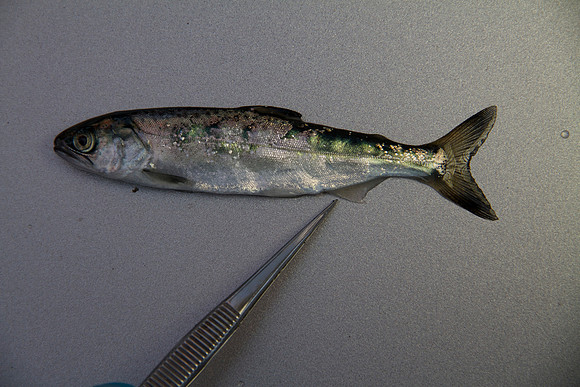 IMG_8378