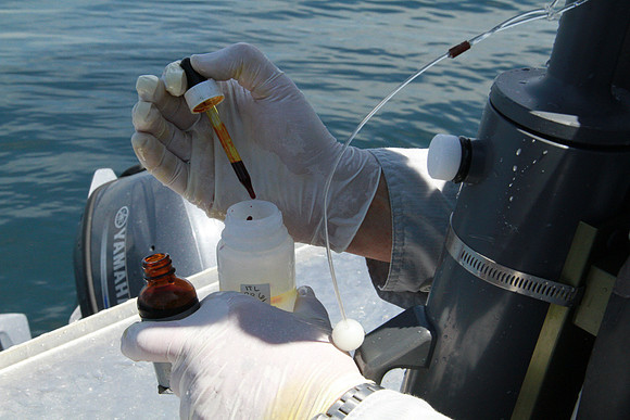 Salish Sea Marine Survival Project-66