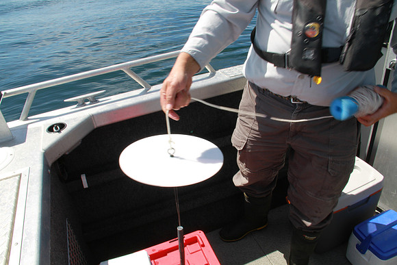 Salish Sea Marine Survival Project-86