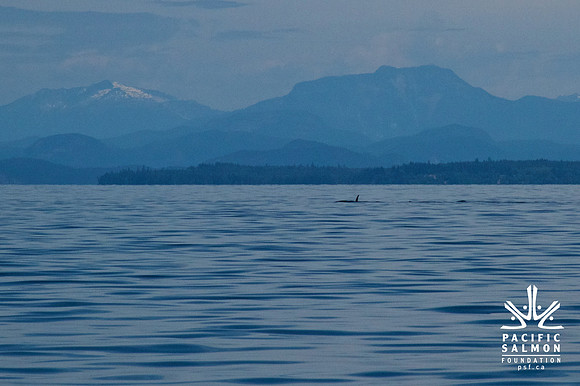 Salish Sea Marine Survival Project-22 - LOGO