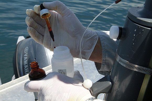 Salish Sea Marine Survival Project-69