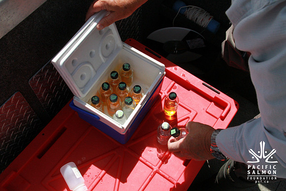 Salish Sea Marine Survival Project-104 - LOGO