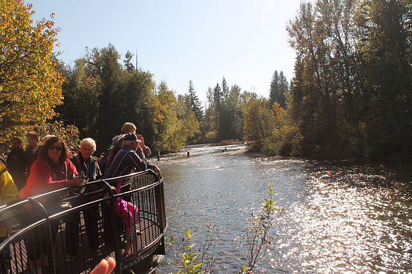 2014 Adams River Salute to Sockeye-11