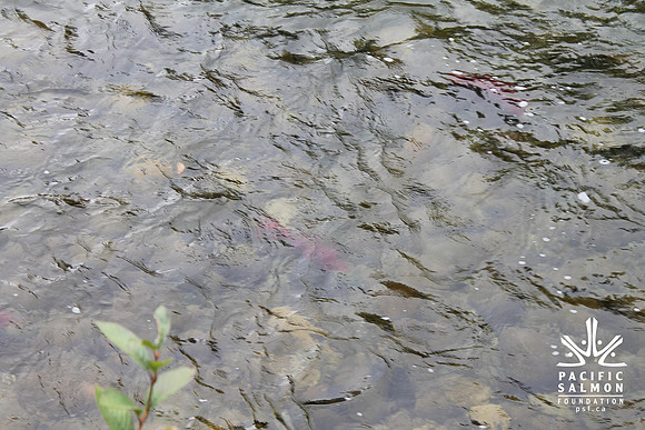 2014 Adams River Salute to Sockeye-149 - LOGO