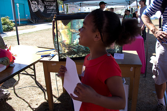 2013 Pink Salmon Festival-4