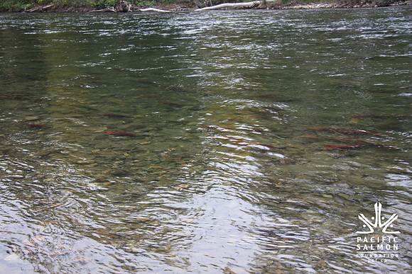 2014 Adams River Salute to Sockeye-180 - LOGO