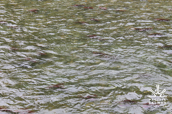 2014 Adams River Salute to Sockeye-151 - LOGO