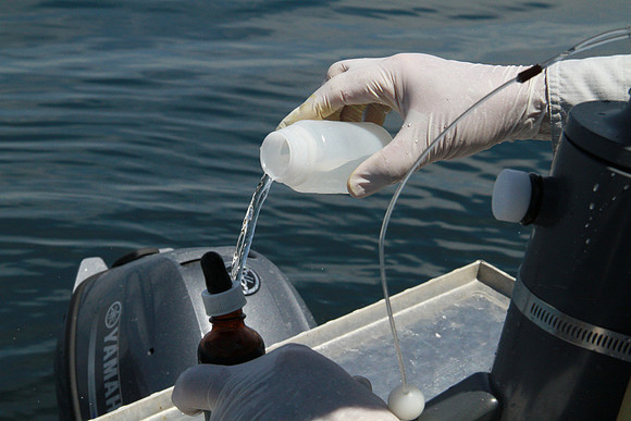 Salish Sea Marine Survival Project-72