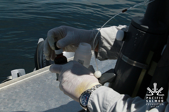 Salish Sea Marine Survival Project-70 - LOGO