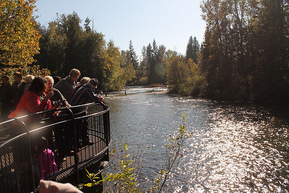 2014 Adams River Salute to Sockeye-10
