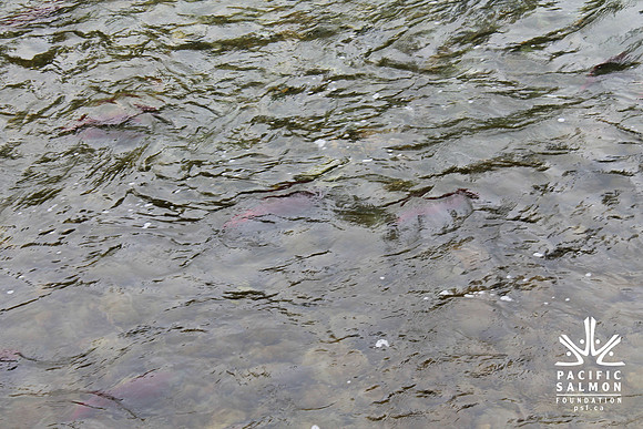 2014 Adams River Salute to Sockeye-165 - LOGO